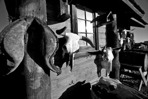 Es ist so einsam im Sattel seit das Pferd tot ist - Olympische Spiele in Hamburg.